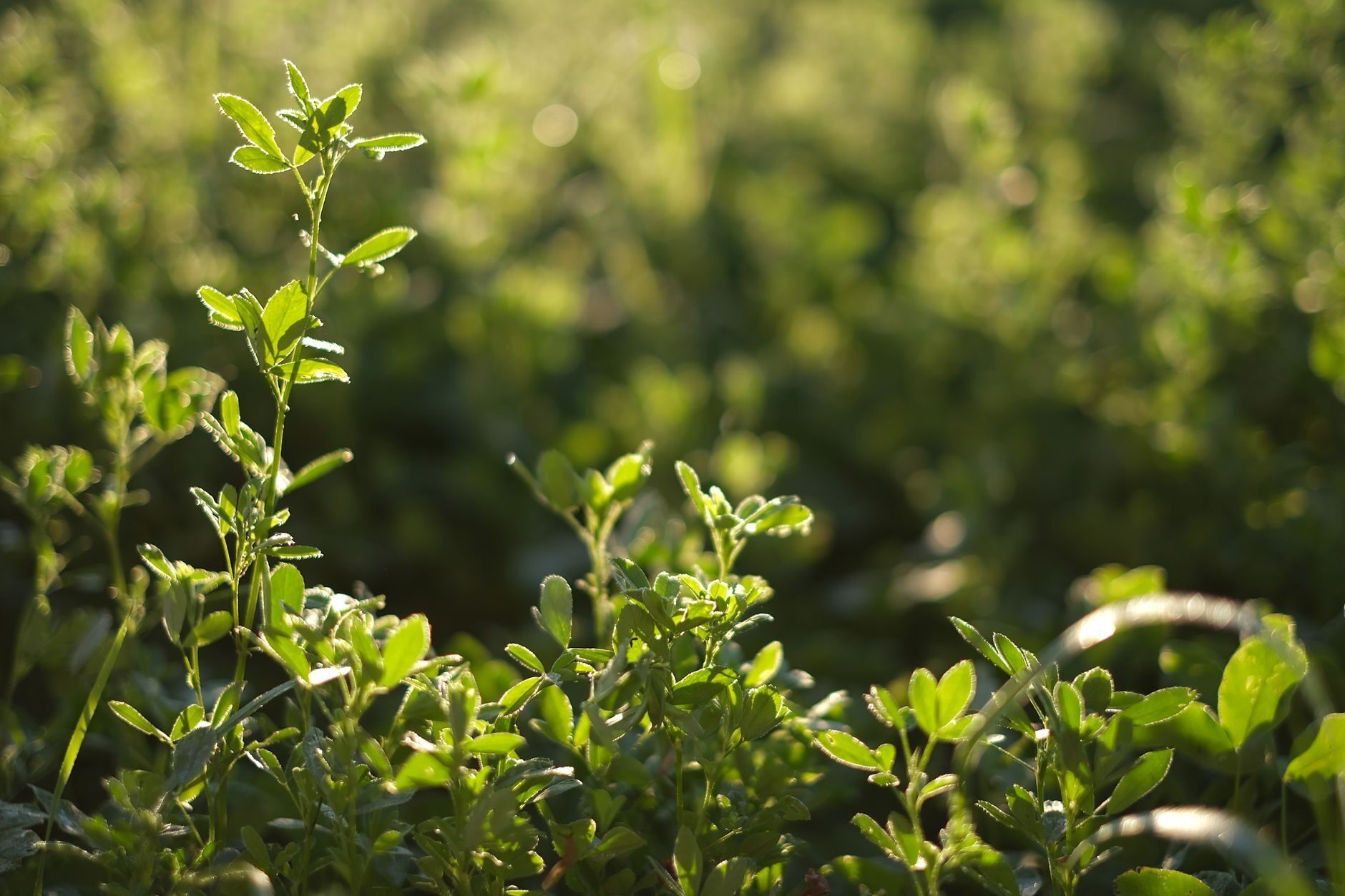Soft green bokeh light through leaves, evoking a candlelit herbal gathering